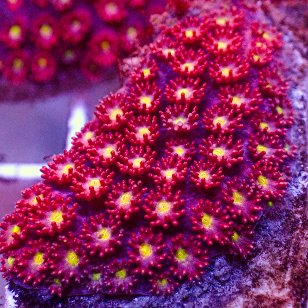 Hot Cherry Micro Goniopora (0.5-1” Frag)