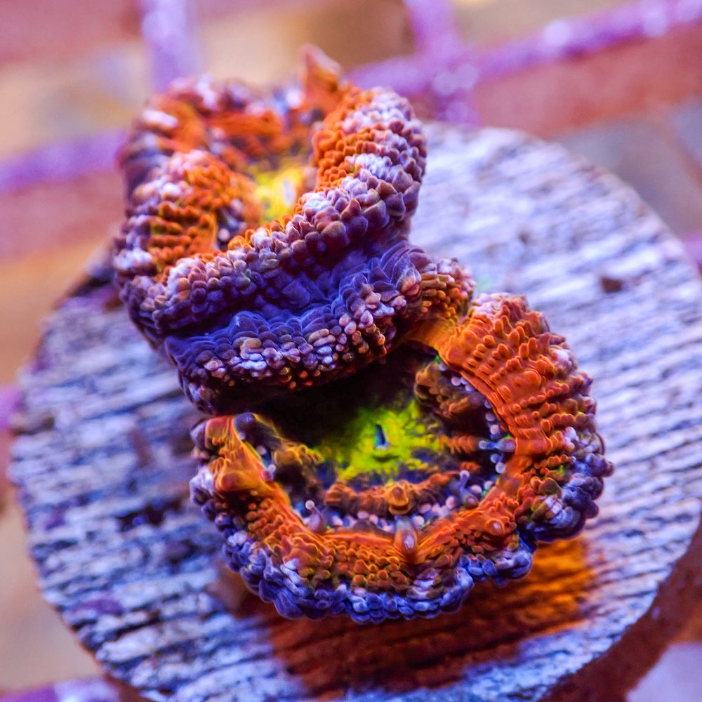 WYSIWYG Rainbow Carnival Acan Colony (2 Polyps) - Corals Anonymous