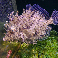 WYSIWYG XXL Tassle Filefish (5-7")
