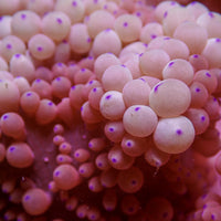 WYSIWYG XL Berry n' Cream Sebae Anemone (Rare, 7-9")
