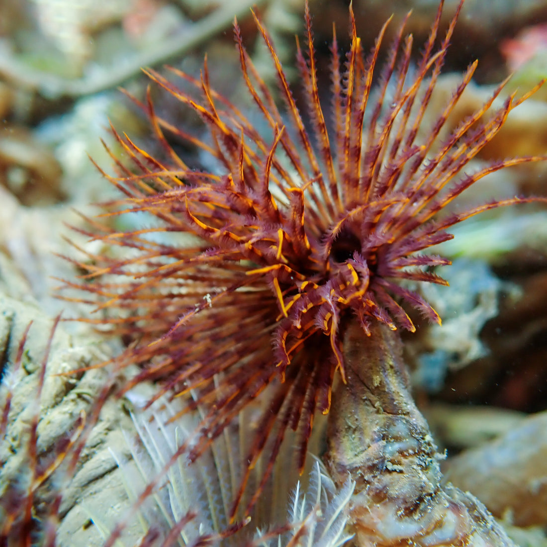 Giant Ember Flame Feather Duster Fan Worm (3-4") - Corals Anonymous