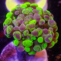 Toxic Splatter Branching Hammer
