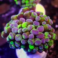 Toxic Splatter Branching Hammer
