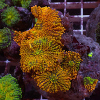 WYSIWYG Sunset Drip Rainbow Yuma Mushroom Colony (5 Polyps)