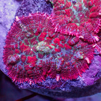 Scarlet Blood Rhodactis Mushroom

