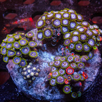 WYSIWYG Rainbow Zoa Combo Colony (50+ Polyps)