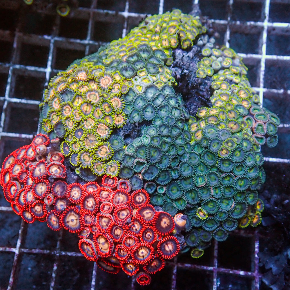 WYSIWYG Ultra Rainbow Zoa Combo Colony (200+ Polyps)