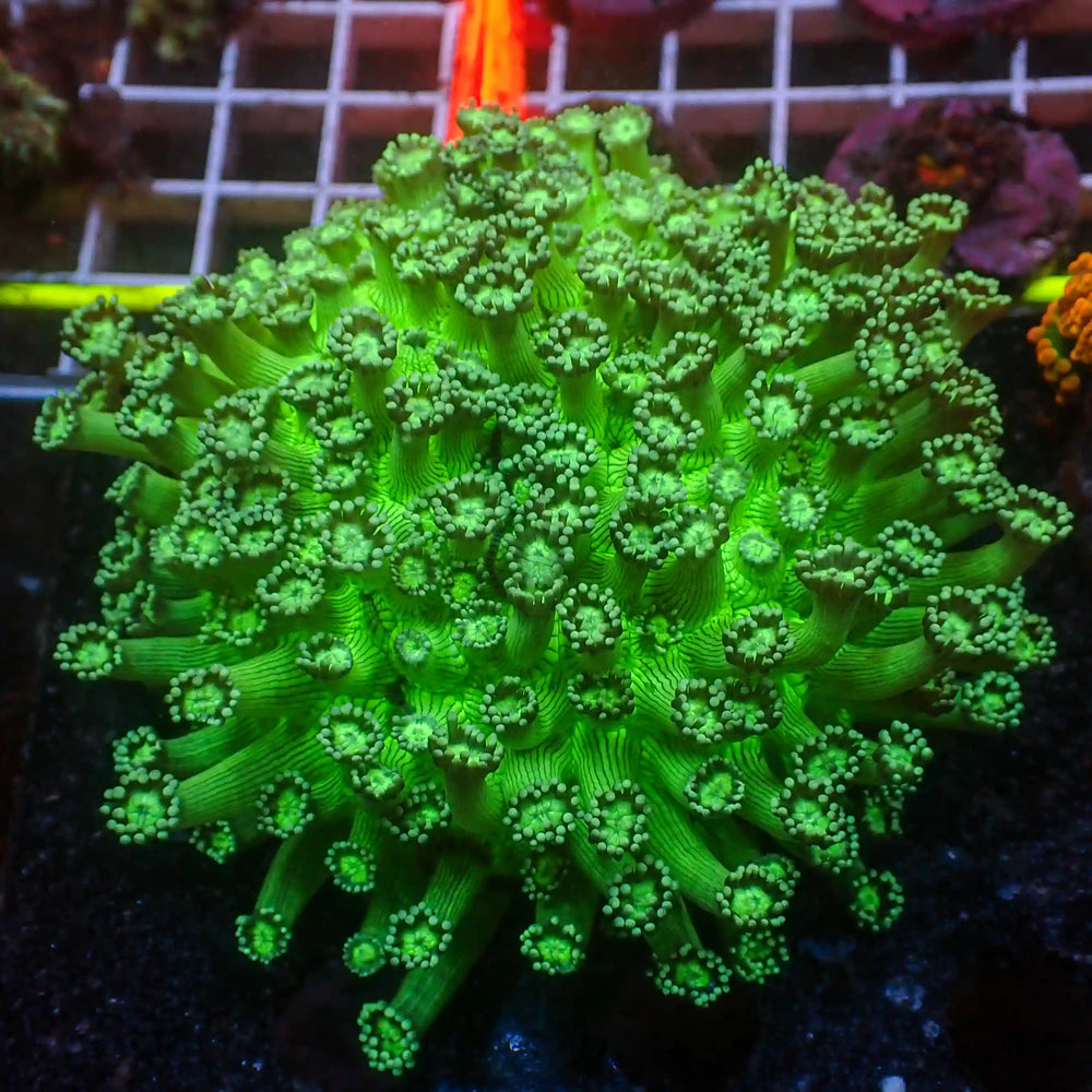 WYSIWYG Neon Green Long Tentacle Goniopora Colony (3-5