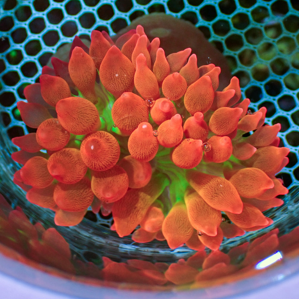 WYSIWYG Ultra Rainbow Orange Blast Bubble Tip Anemone (2-3") - Corals Anonymous