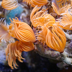 Mini Fire Feather Duster Worm (Self-Reproducing)