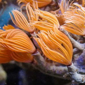 Mini Fire Feather Duster Worm (Self-Reproducing)