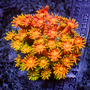 WYSIWYG Rainbow Hippie Sunburst Goniopora Colony (1-2")