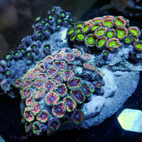 WYSIWYG Rainbow Zoa Combo Colony - Corals Anonymous