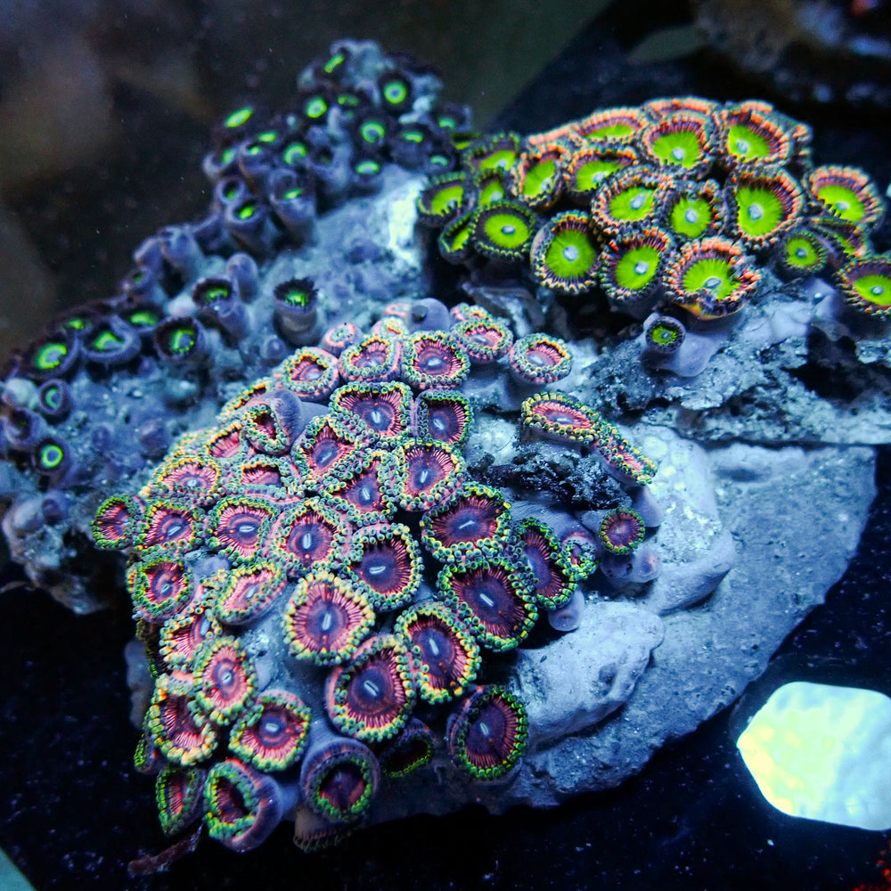 WYSIWYG Rainbow Zoa Combo Colony - Corals Anonymous
