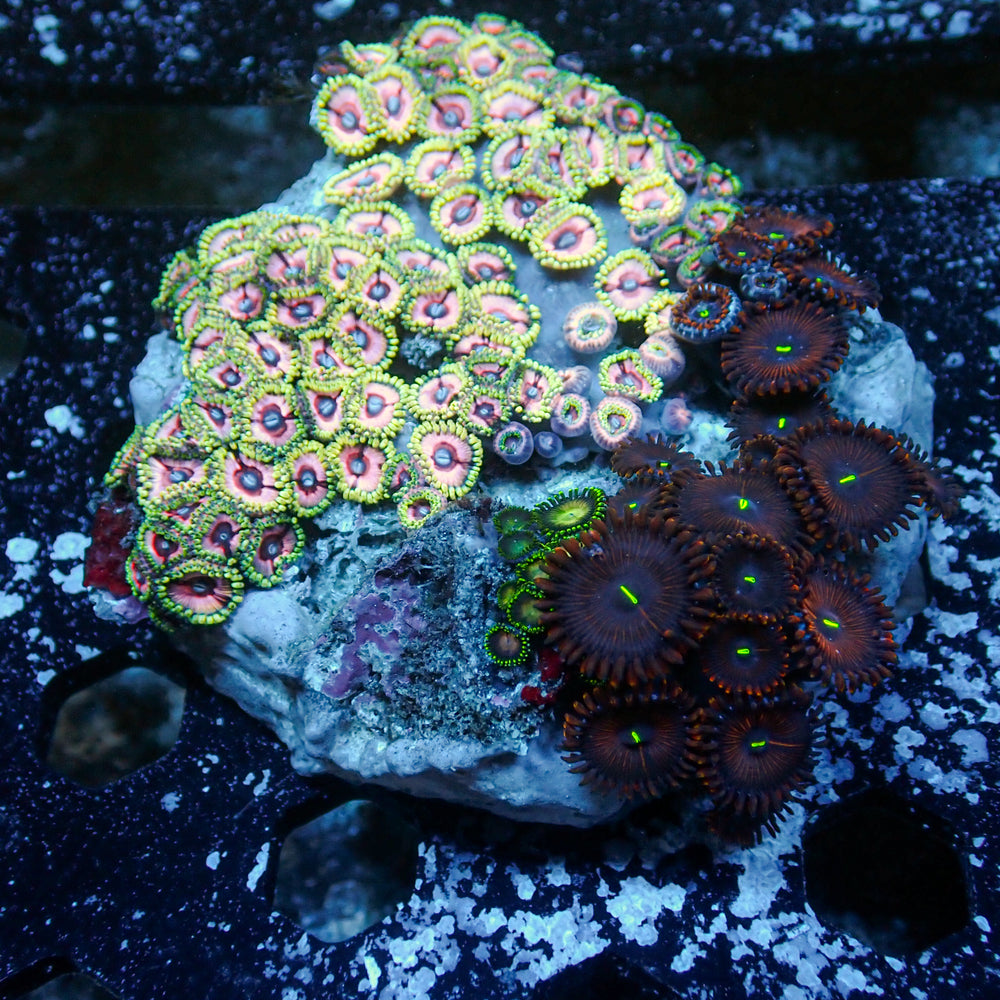 WYSIWYG Rainbow Zoa Combo Colony - Corals Anonymous