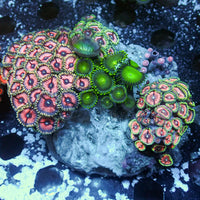 WYSIWYG Rainbow Zoa Combo Colony - Corals Anonymous