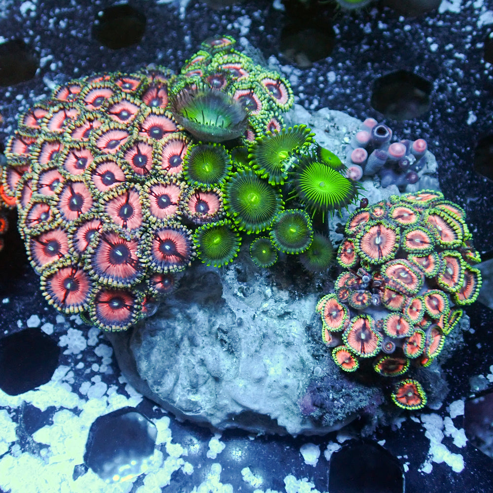 WYSIWYG Rainbow Zoa Combo Colony - Corals Anonymous