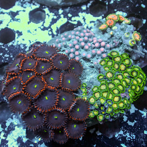 WYSIWYG Rainbow Zoa Combo Colony - Corals Anonymous