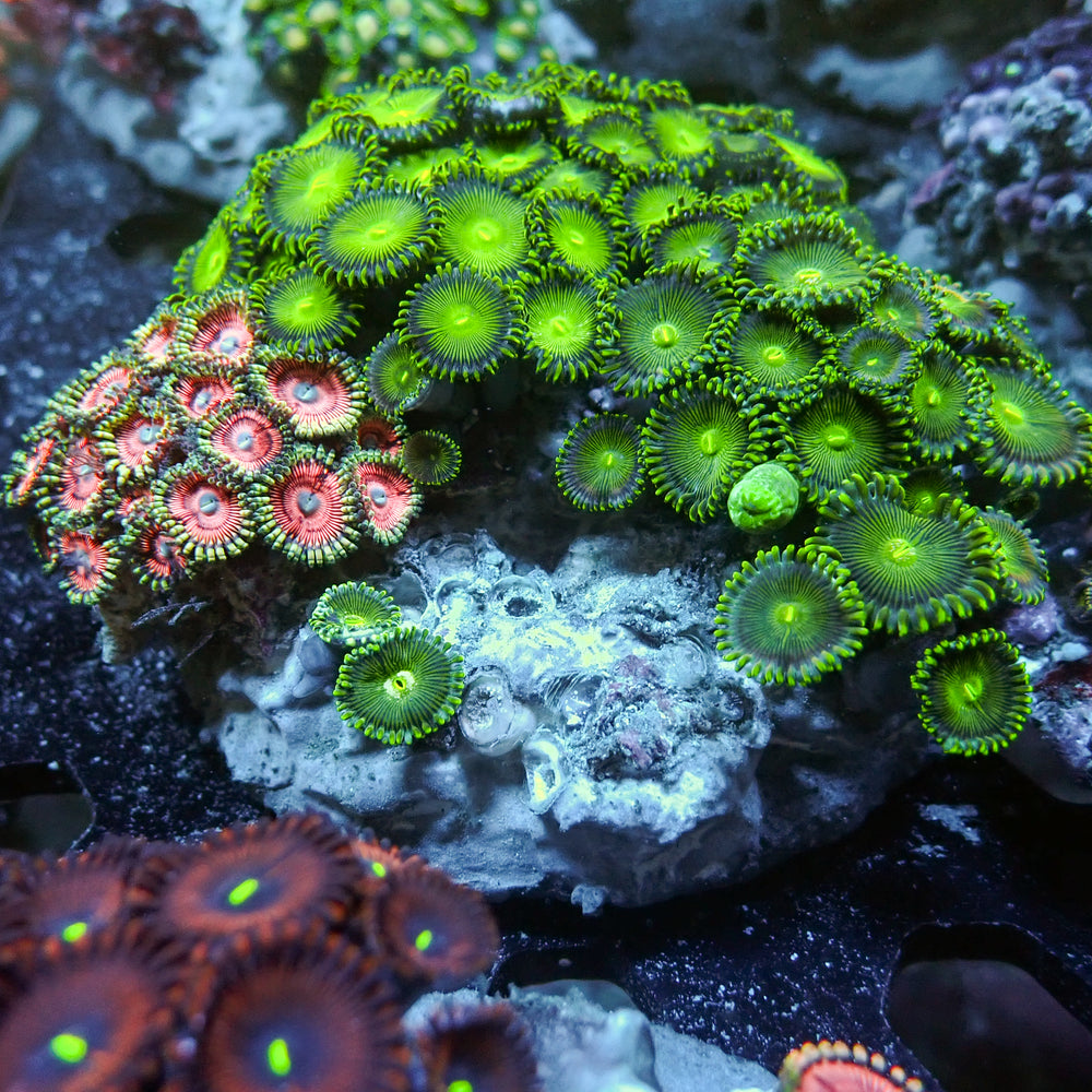 WYSIWYG Rainbow Zoa Combo Colony - Corals Anonymous