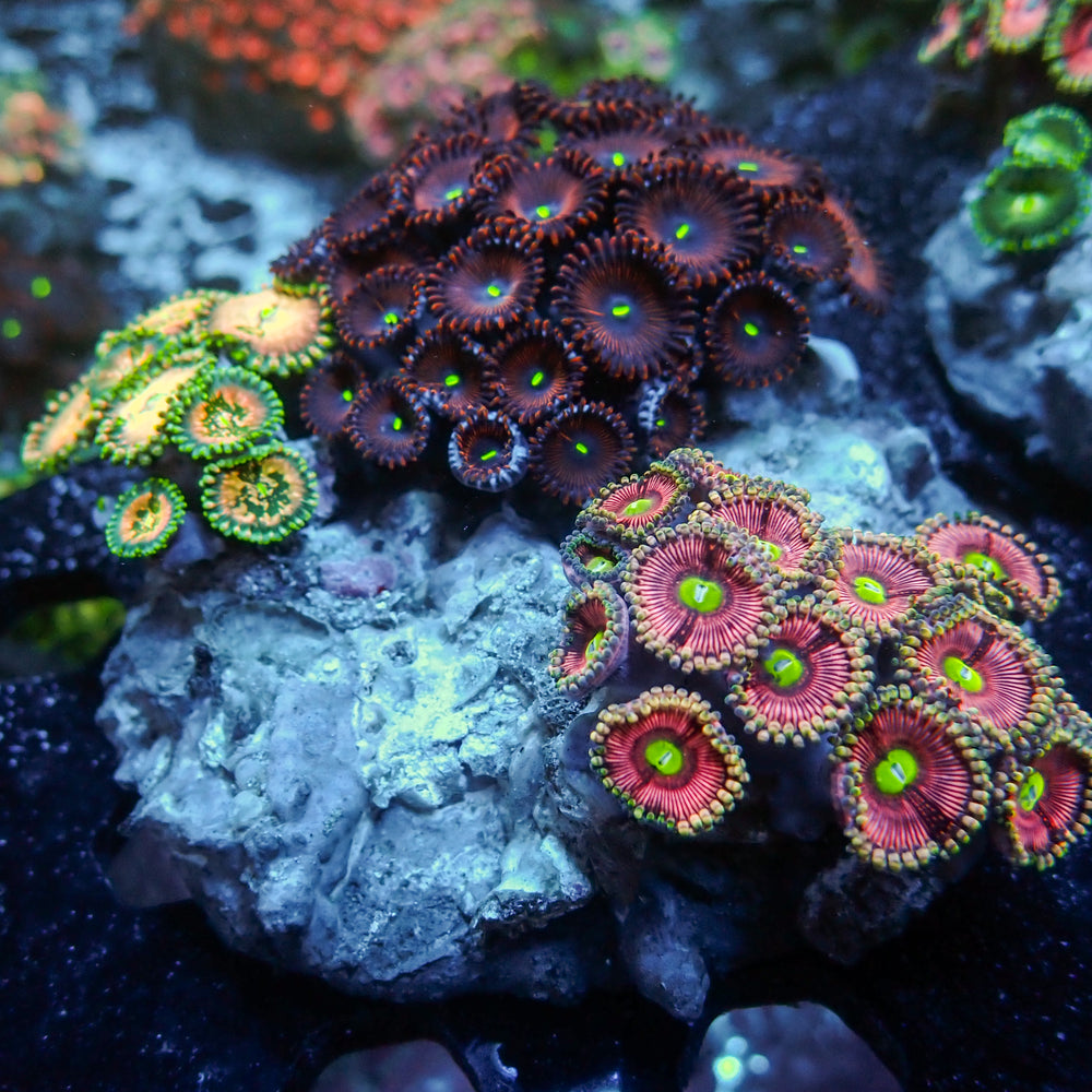 WYSIWYG Rainbow Zoa Combo Colony - Corals Anonymous