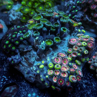 WYSIWYG Rainbow Zoa Combo Colony - Corals Anonymous