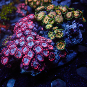 WYSIWYG Ultra Rainbow Zoa Combo Colony - Corals Anonymous