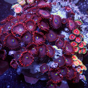 WYSIWYG Rainbow Zoa Combo Colony - Corals Anonymous