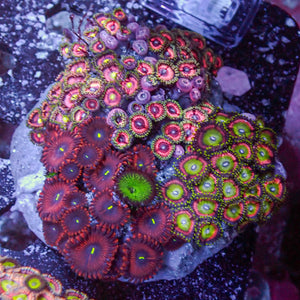 WYSIWYG Ultra Rainbow Zoa Combo Colony - Corals Anonymous