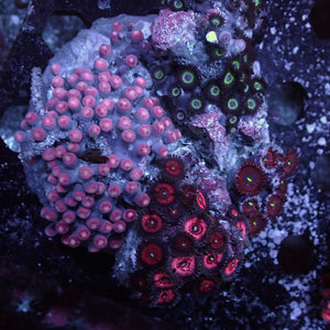 WYSIWYG Rainbow Zoa Combo Colony - Corals Anonymous