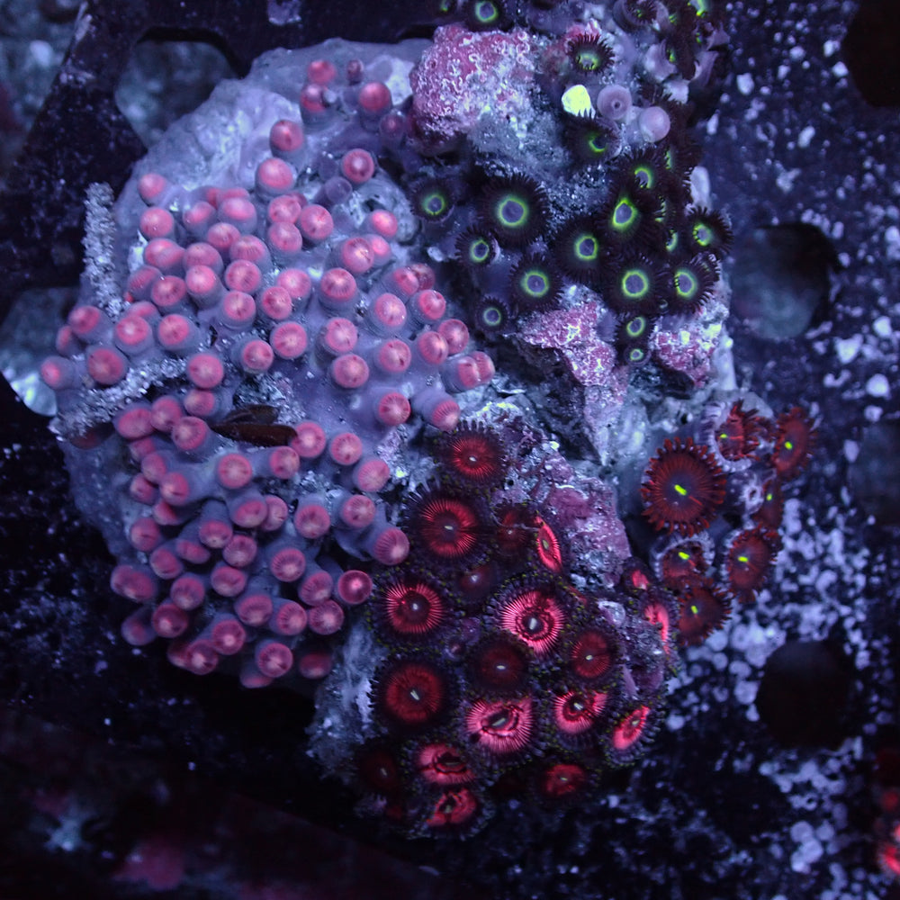 WYSIWYG Rainbow Zoa Combo Colony - Corals Anonymous