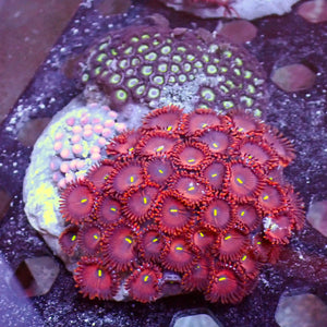 WYSIWYG Rainbow Zoa Combo Colony