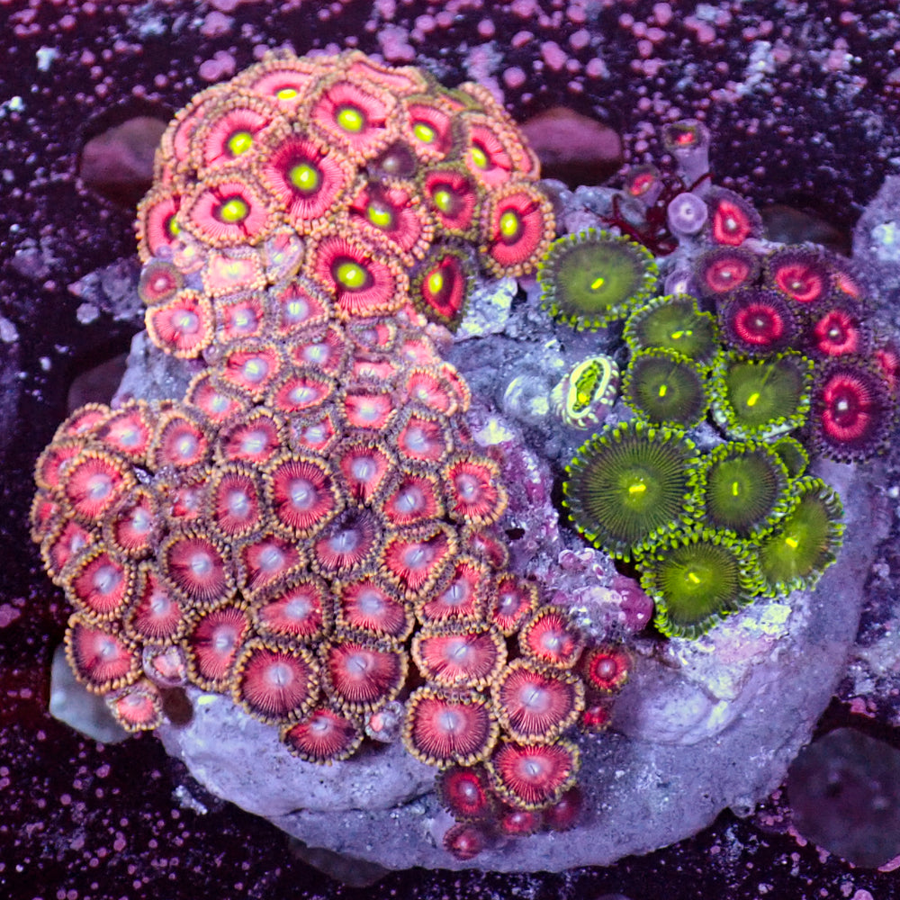 WYSIWYG Ultra Rainbow Zoa Combo Colony - Corals Anonymous