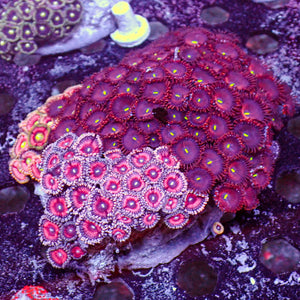 WYSIWYG Ultra Rainbow Zoa Combo Colony - Corals Anonymous