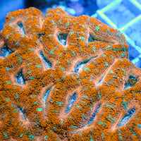 Peach Orange Acans (2-3 Polyps)