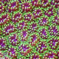 Purple Mouth Green Galaxea Coral (1” Frags)
