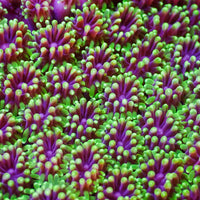 Purple Mouth Green Galaxea Coral (1” Frags)
