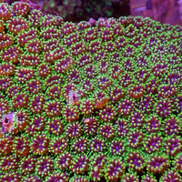 Purple Mouth Green Galaxea Coral (1” Frags)
