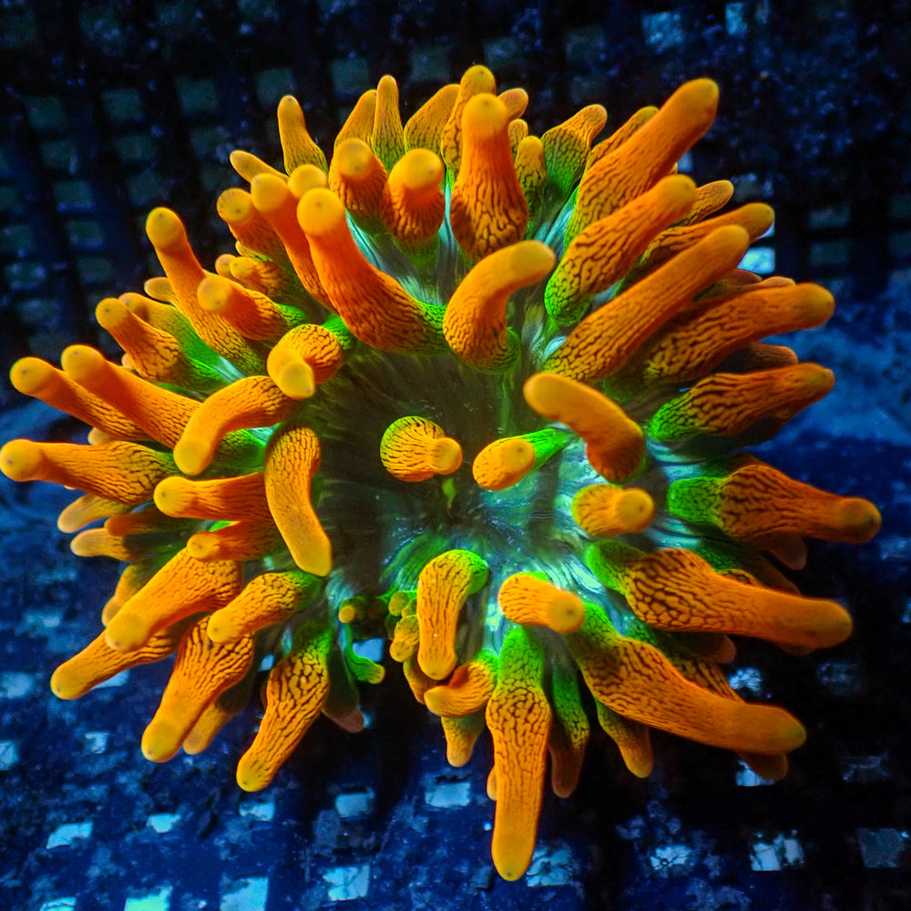 Fire and Ice Ultra Rainbow Bubble Tip Anemone (Aquacultured, Green Tip)