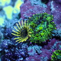 WYSIWYG Purple Ring Bounce Rhodactis Mushroom Colony (3 Polyps)
