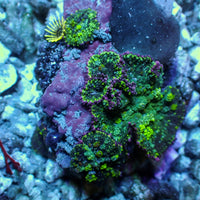 WYSIWYG Purple Ring Bounce Rhodactis Mushroom Colony (3 Polyps)
