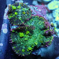WYSIWYG Purple Ring Bounce Rhodactis Mushroom Colony (3 Polyps)
