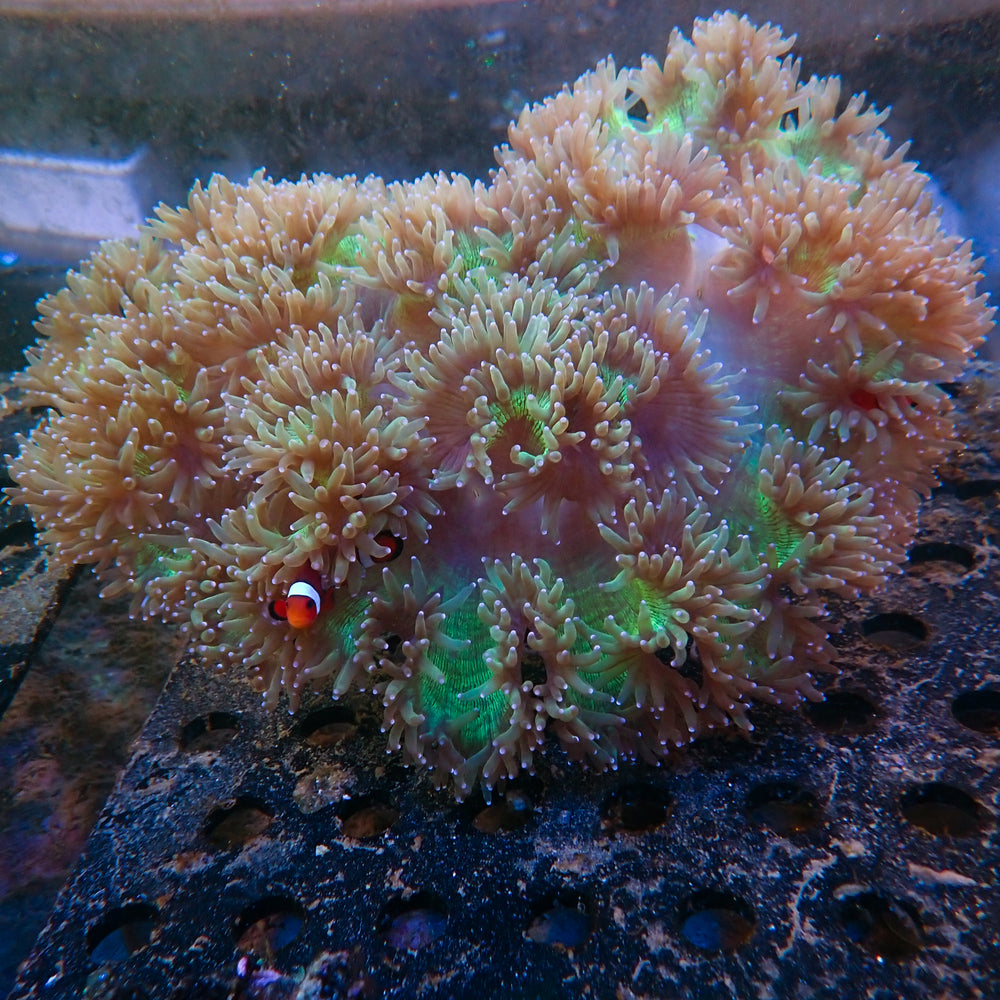 WYSIWYG Showpiece Pink Tip Elegance Colony (12-14