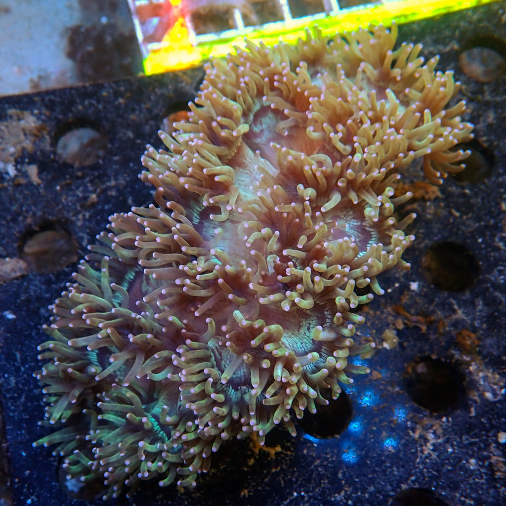 WYSIWYG Pink Tip Elegance Colony (5-6") - Corals Anonymous