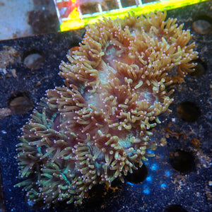WYSIWYG Pink Tip Elegance Colony (5-6") - Corals Anonymous