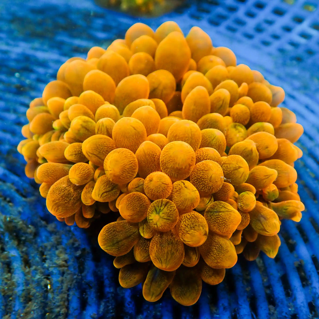 WYSIWYG Orange Burst Bubble Tip Anemone (3-5") - Corals Anonymous