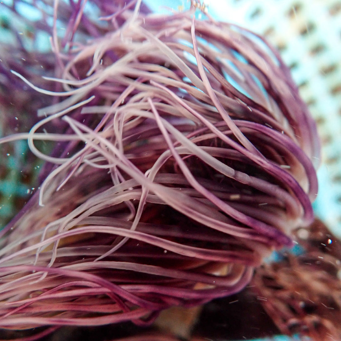 Crimson Purple Tube Anemone - Corals Anonymous