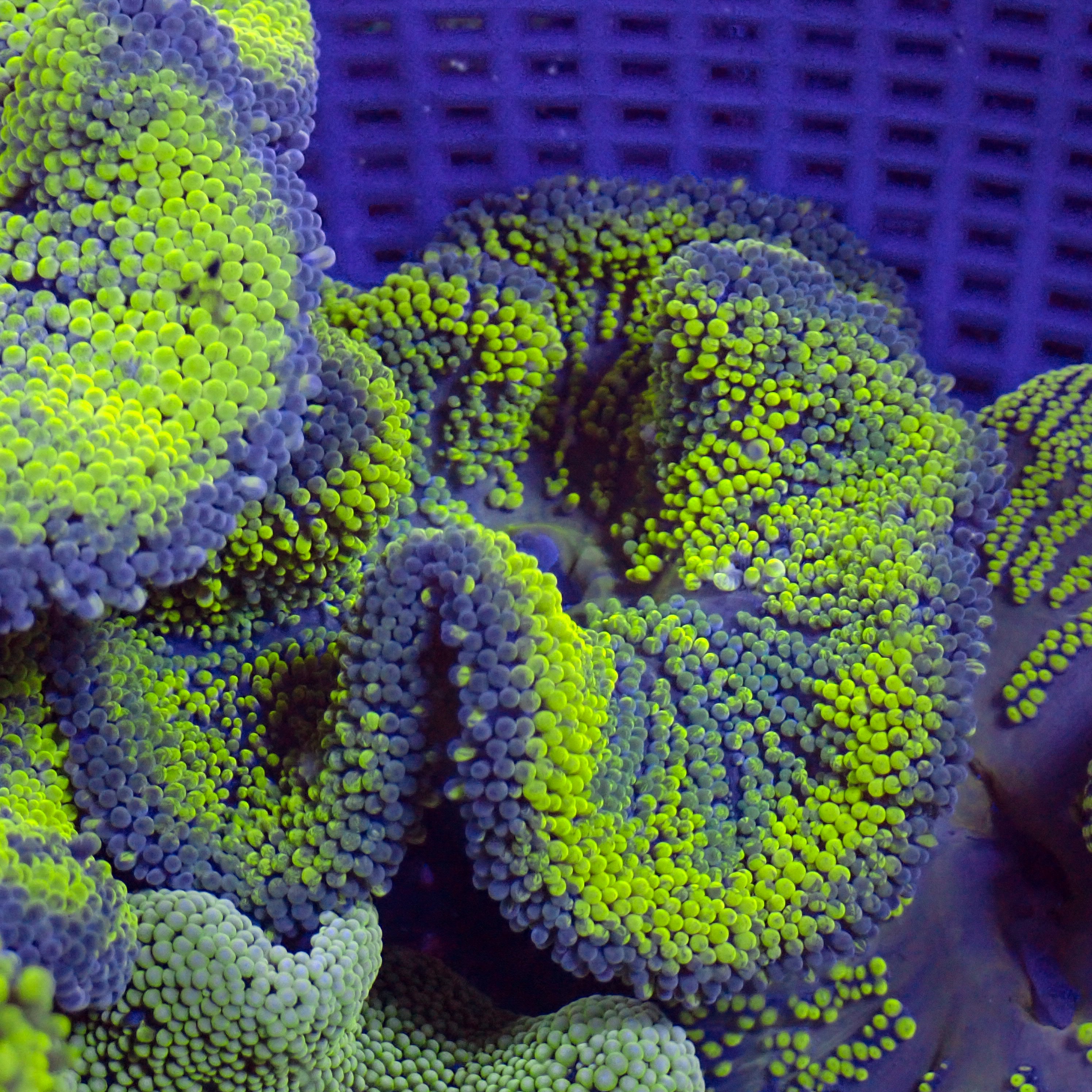 Neon Green Jawbreaker Haddoni Carpet Anemone