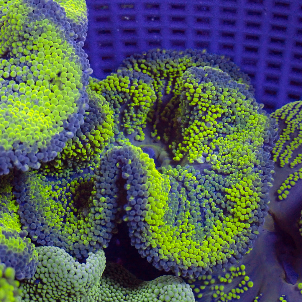 Neon Green Jawbreaker Haddoni Carpet Anemone - Corals Anonymous