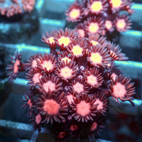 Peachy Pink Goniopora (0.5-1” Frag)
