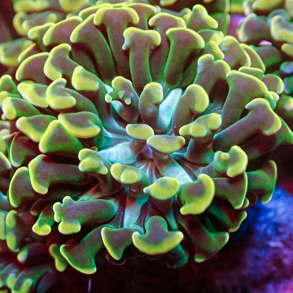 Teal Mouth Rainbow Branching Hammer